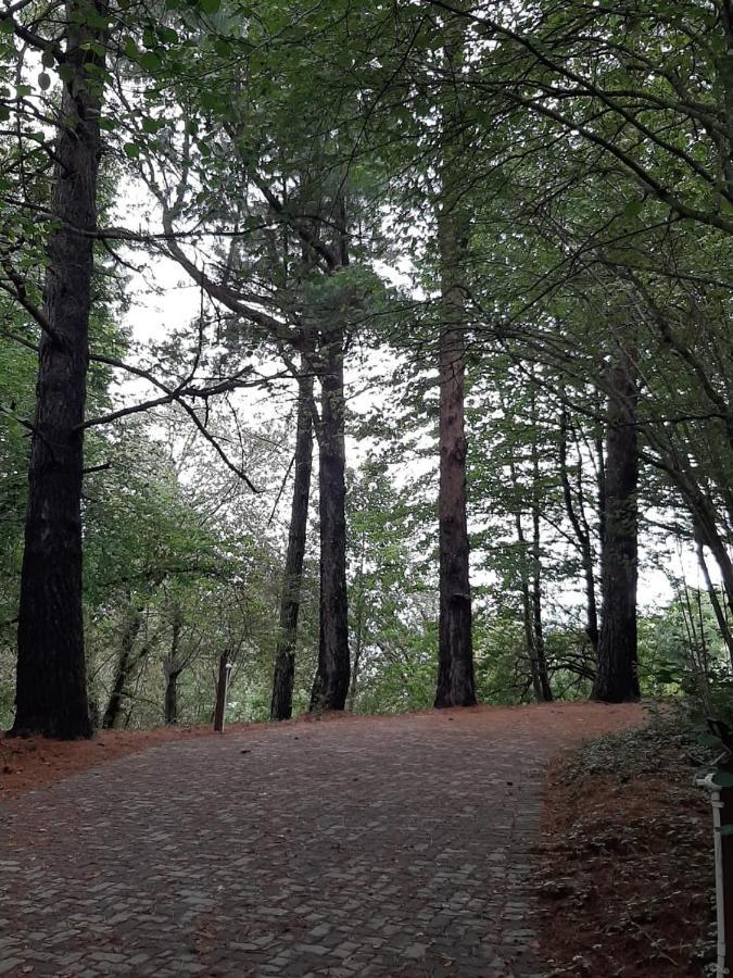 Camroshell Ξενοδοχείο Hogsback Εξωτερικό φωτογραφία